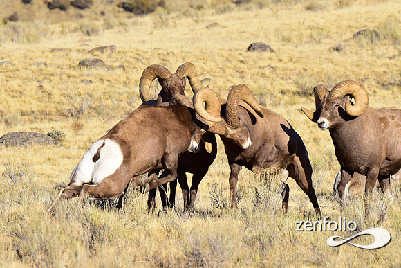 bighorn rams (6)