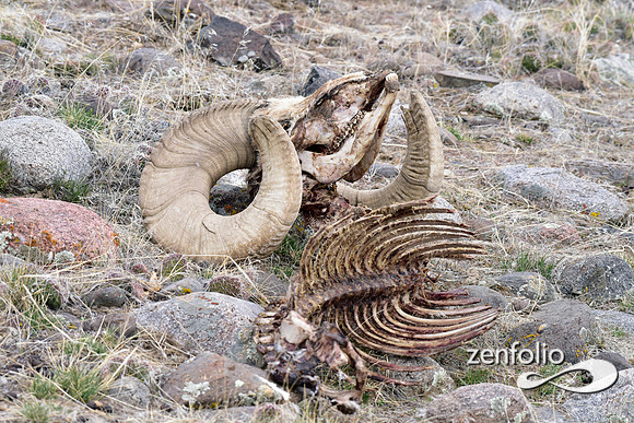 bighorn ram skeletal remains (5)