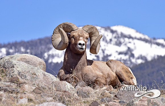 majestic bighorn ram (9)