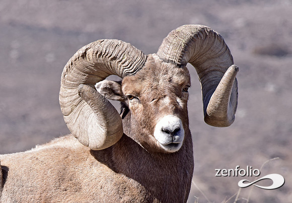 bighorn ram close up (1)