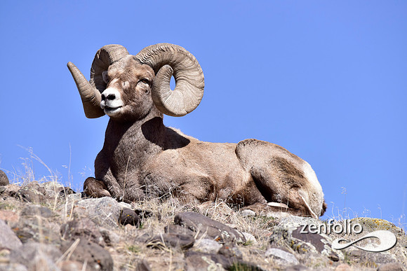 majestic bighorn ram (5)