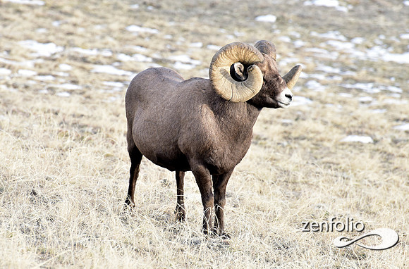 bighorn rams (2)