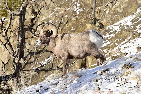bighorn sheep (37)