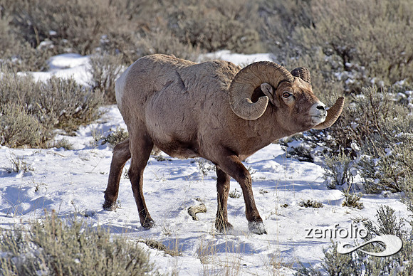 bighorn sheep (12)