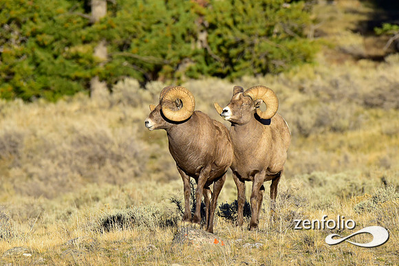 bighorn rams (1)