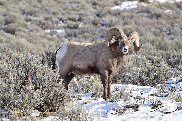 bighorn sheep (8)