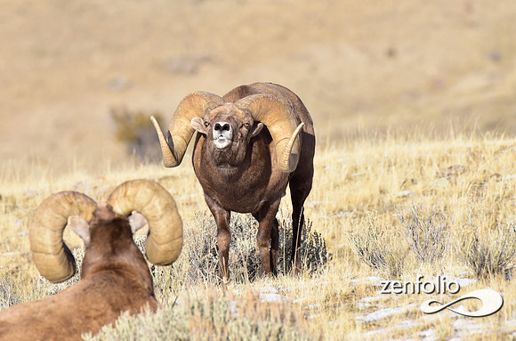 bighorn rams (2)