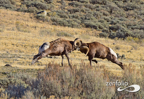 bighorn rams (2)