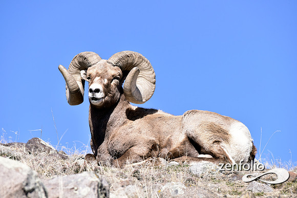 majestic bighorn ram (1)