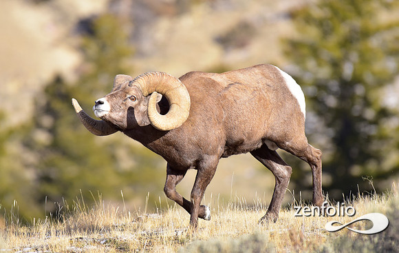 bighorn rams (4)