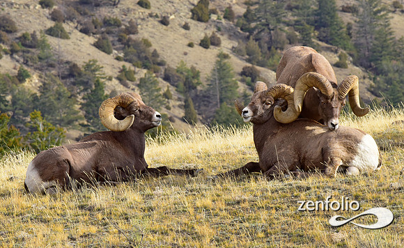 bighorn sheep (28)