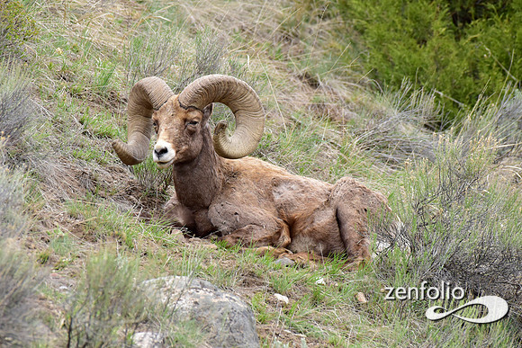 bighron ram.