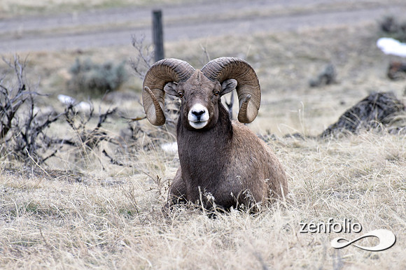 bighorn rams (9)