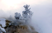 mammoth hot springs lower terrace in winter.