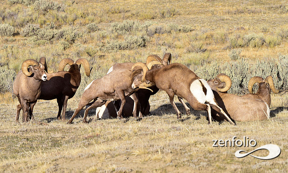 bighorn rams (9)