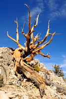 bristlecone pine.