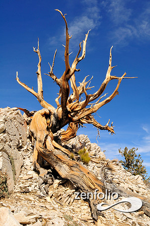 bristlecone pine.