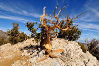 bristlecone pine.