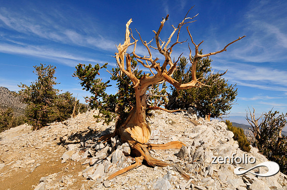bristlecone pine.