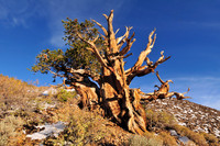 bristlecone pine.
