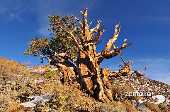 bristlecone pine.