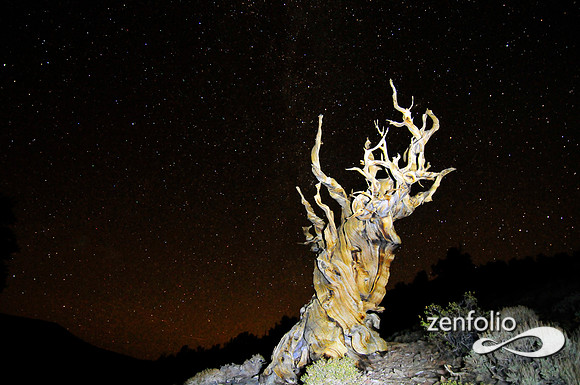 bristlecone pine