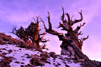 bristlecone pines