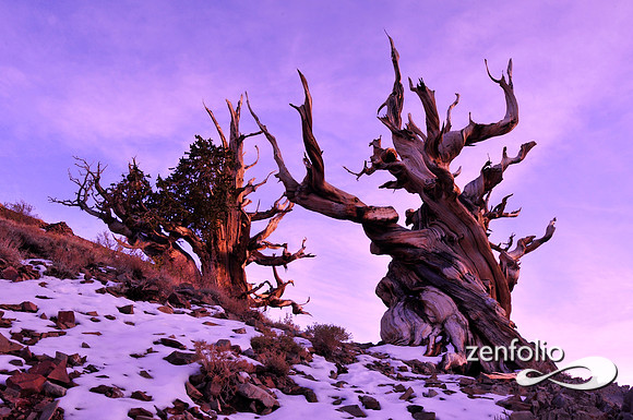 bristlecone pines