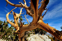 bristlecone pine.