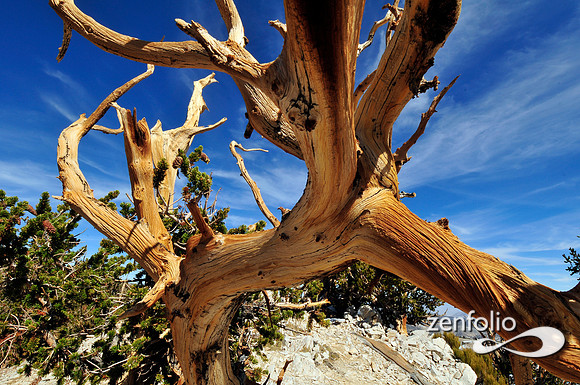 bristlecone pine.