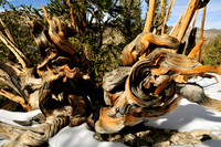 bristlecone pine.