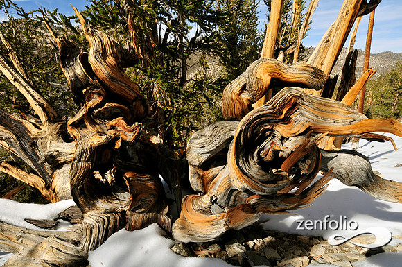 bristlecone pine.