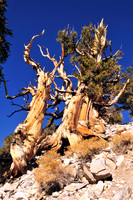 bristlecone pine.