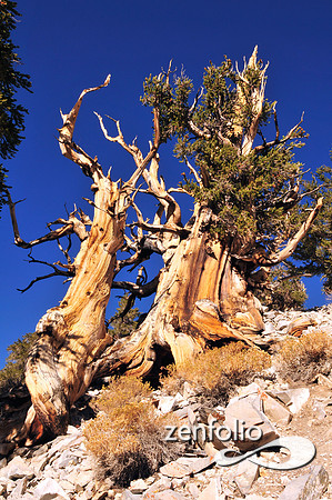 bristlecone pine.