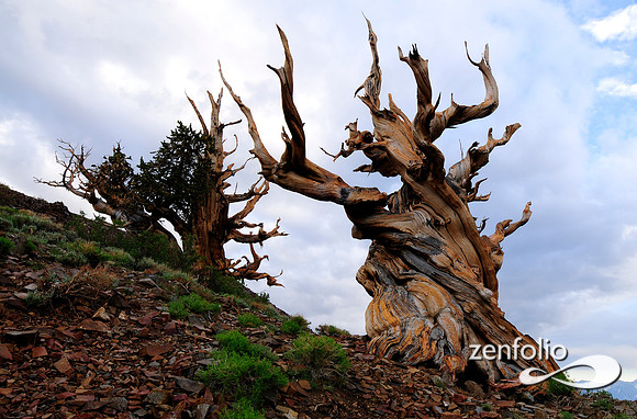 bristlecone pines.