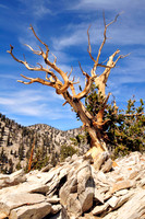 bristlecone pine.
