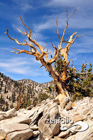 bristlecone pine.