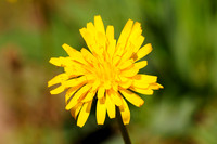 yellowstone wildflower.