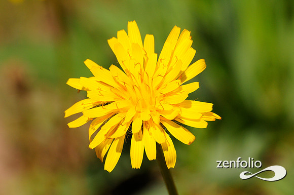 yellowstone wildflower.
