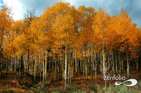 beartooth hiway fall aspens.