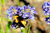 wildflower with bumble bee.