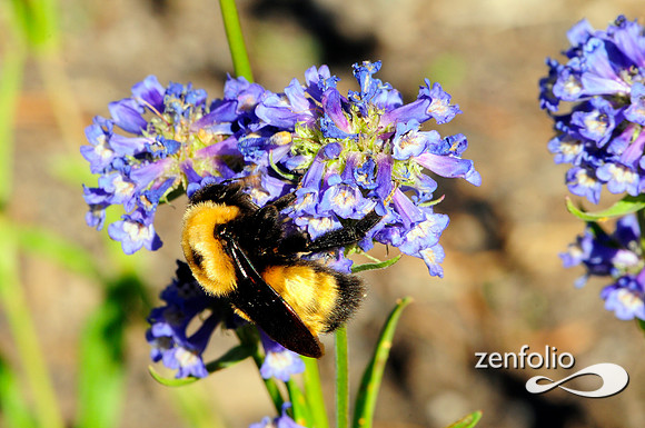 wildflower with bumble bee.