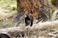 black bears with cubs 2018 (69)