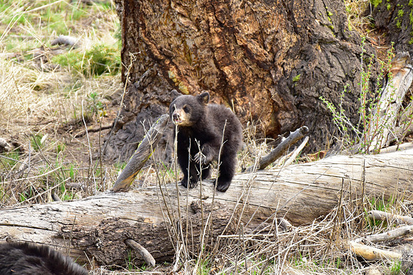 black bears with cubs 2018 (69)