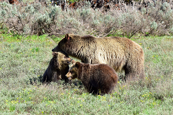 blondie and her cubs 2018 (27)