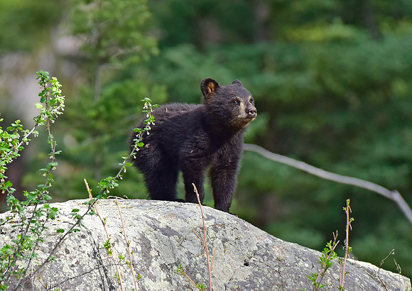 black bears with cubs 2018 (170)
