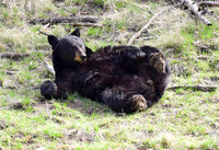 black bears with cubs 2018 (108)
