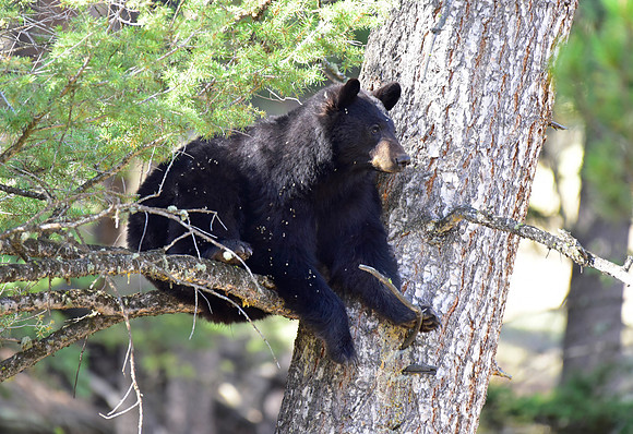 _TED6657