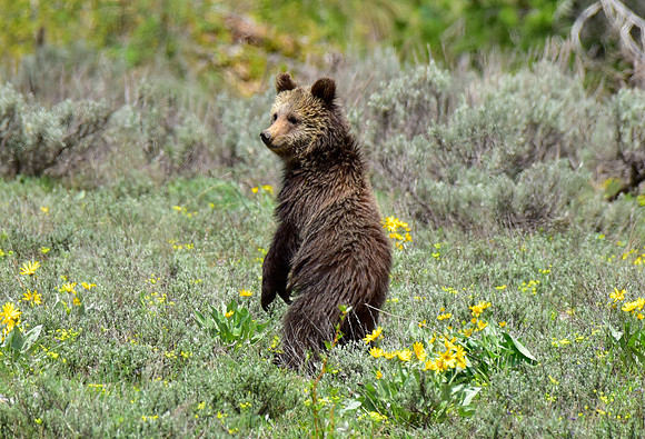blondie and her cubs 2018 (22)