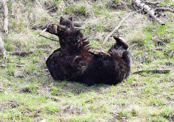 black bears with cubs 2018 (130)